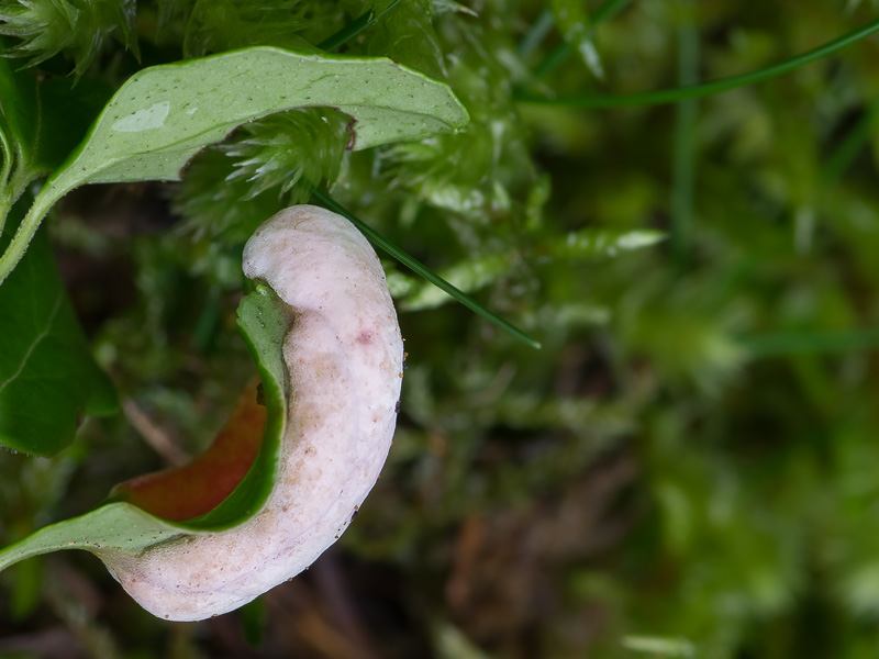 Exobasidium vaccinii